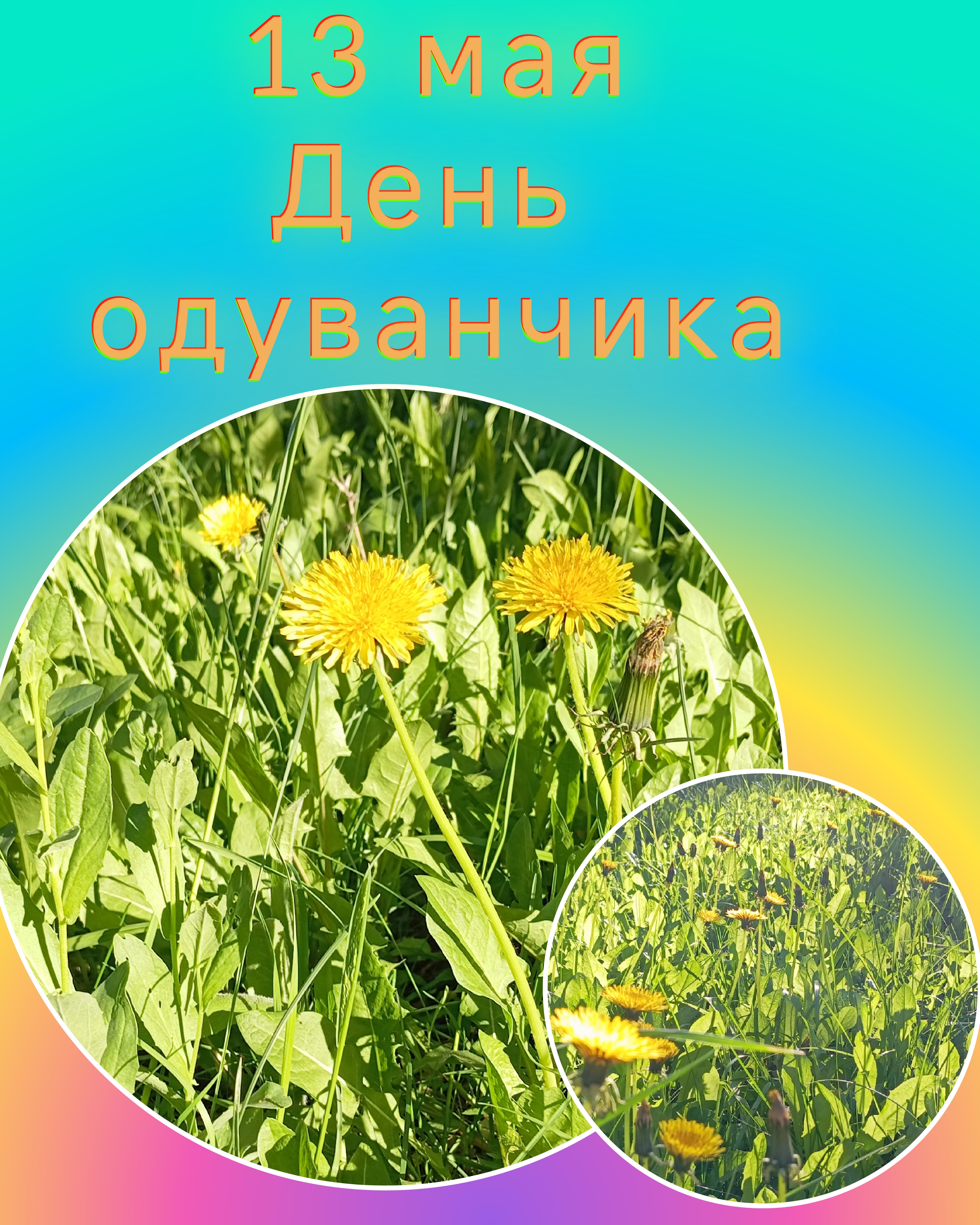 День одуванчика.
