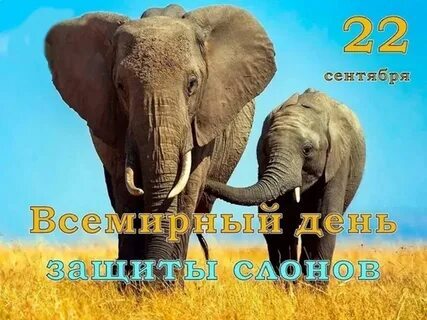 День защиты слонов День защиты слонов.