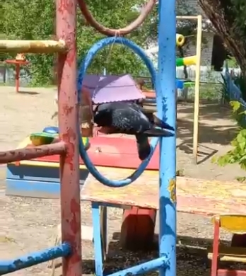 «Птичий детсад» на участке «Знайка»..