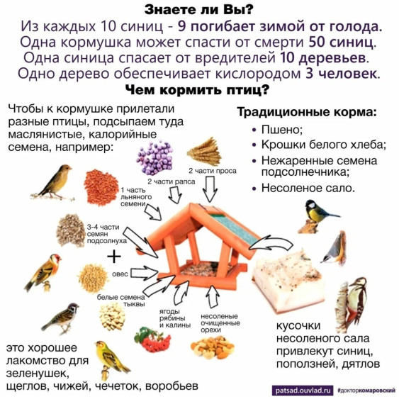 День синички.