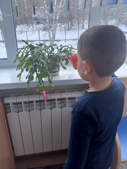Наблюдение за комнатными растениями.